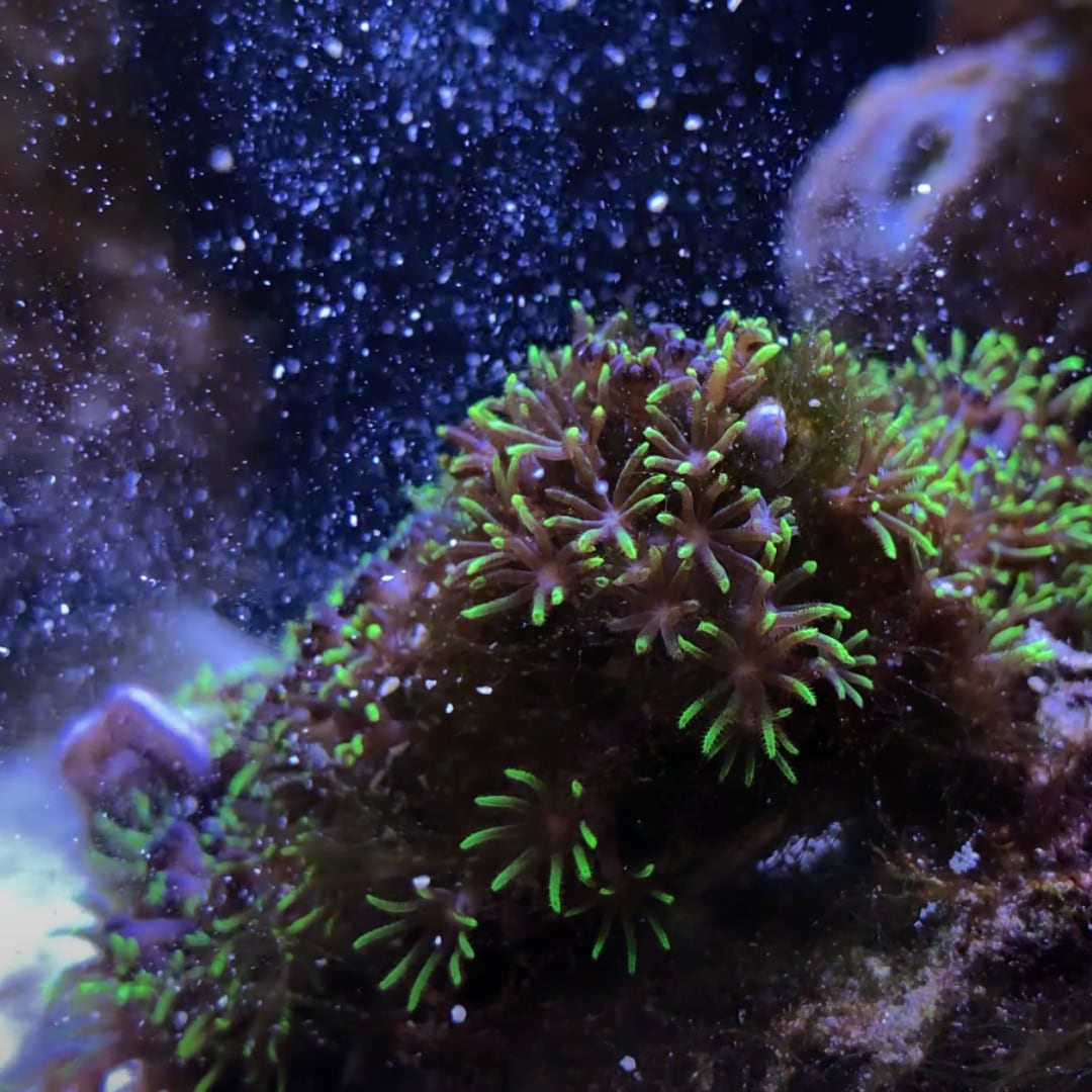 Oyster Relish Concentrate - Reefphyto Ltd