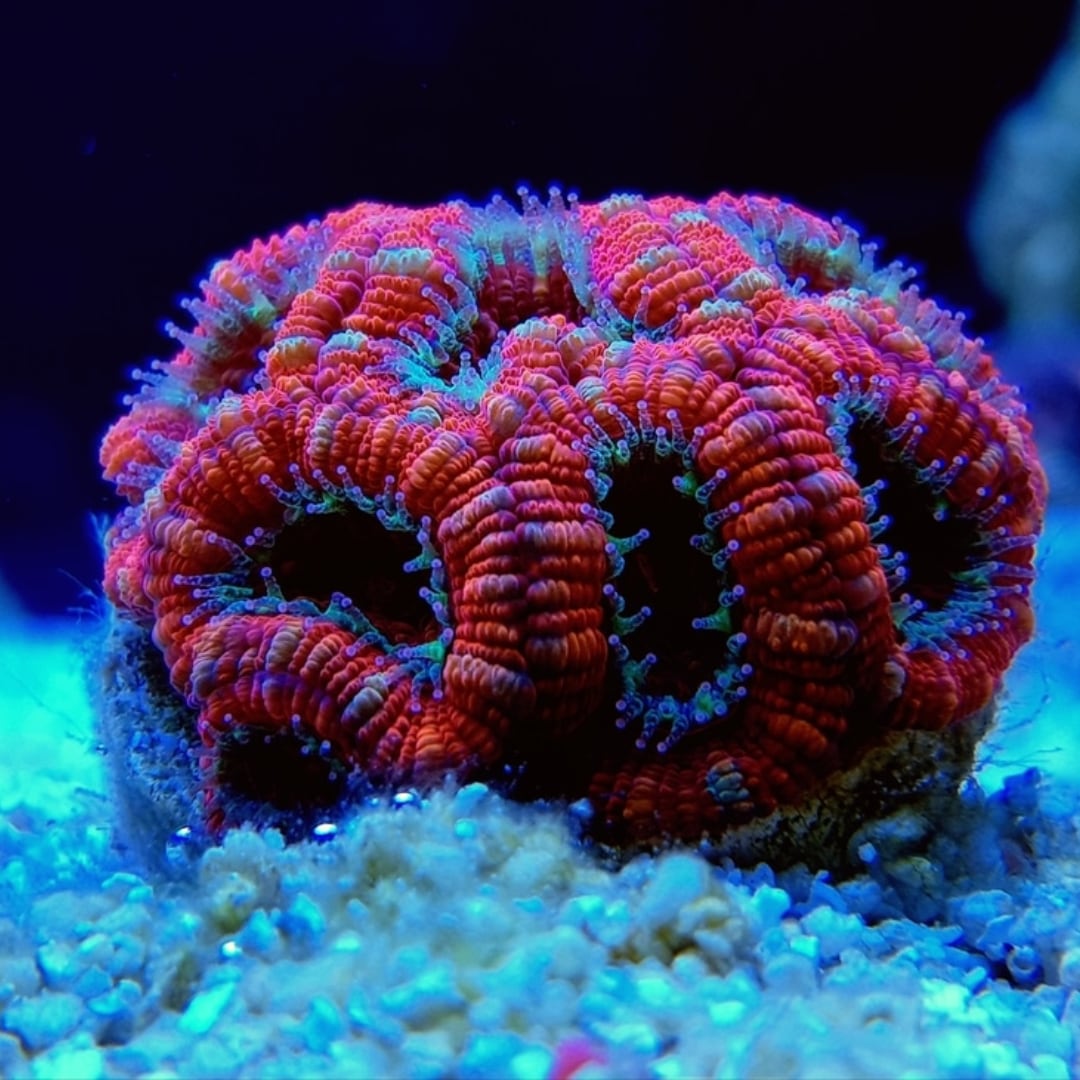 Oyster Relish Concentrate - Reefphyto Ltd