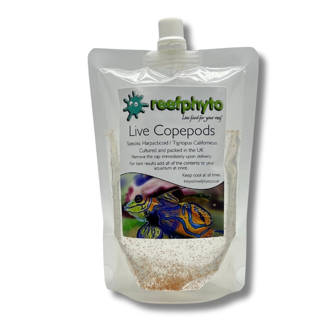 Copepod Culture Kit - Reefphyto Ltd