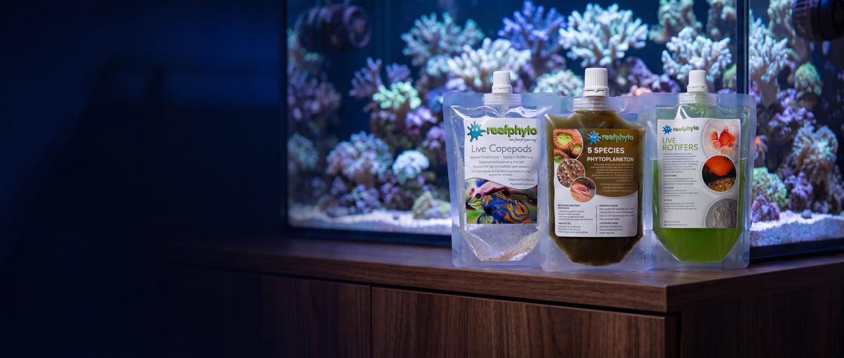 Three Reefphyto pouches of live copepods, phytoplankton and rotifers in front of a reef aquarium, cultured in Wales and shipped live across the UK.