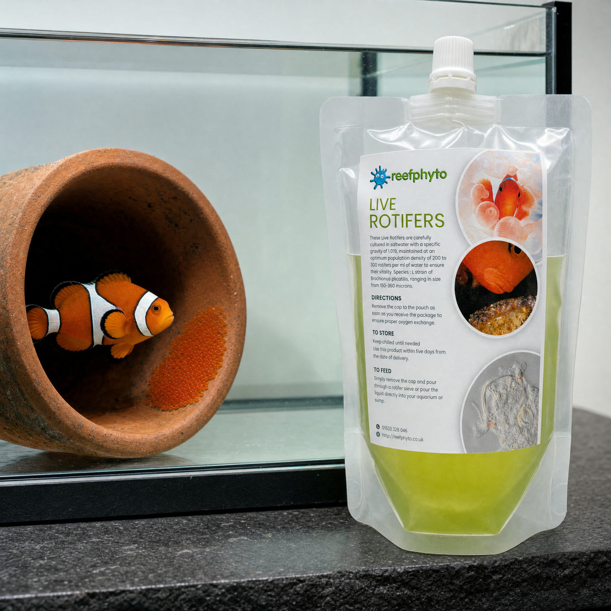 Reefphyto Live Rotifers pouch beside a clownfish guarding its eggs in a terracotta pot, first feed for fry