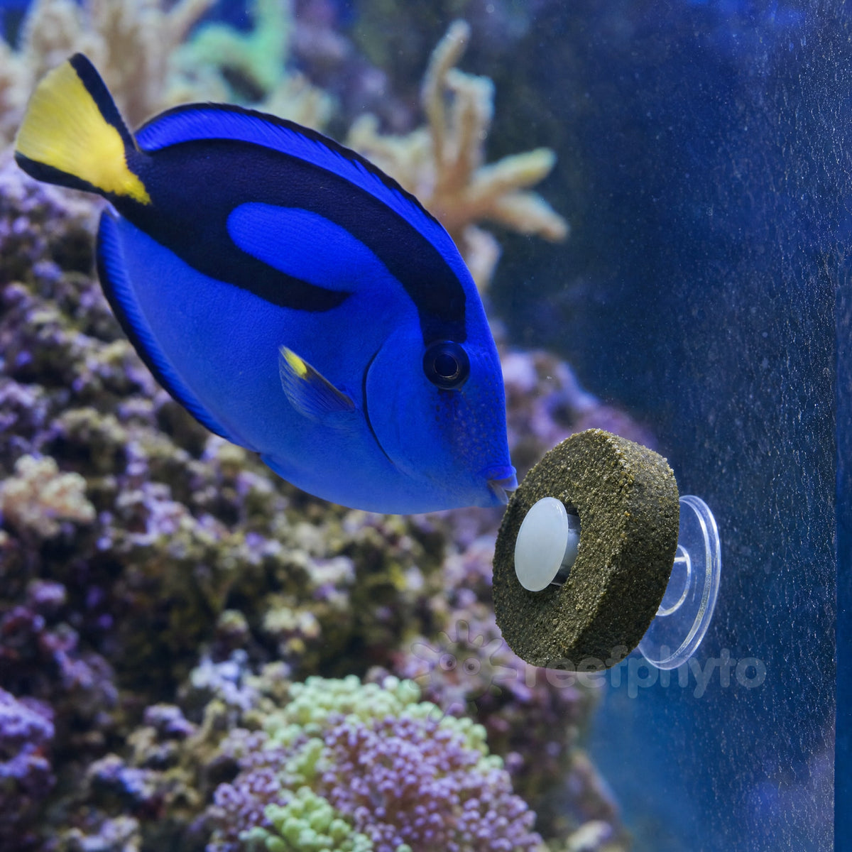 Regal blue tang grazing on a Mini Marine Grazer Ring fixed to the aquarium glass