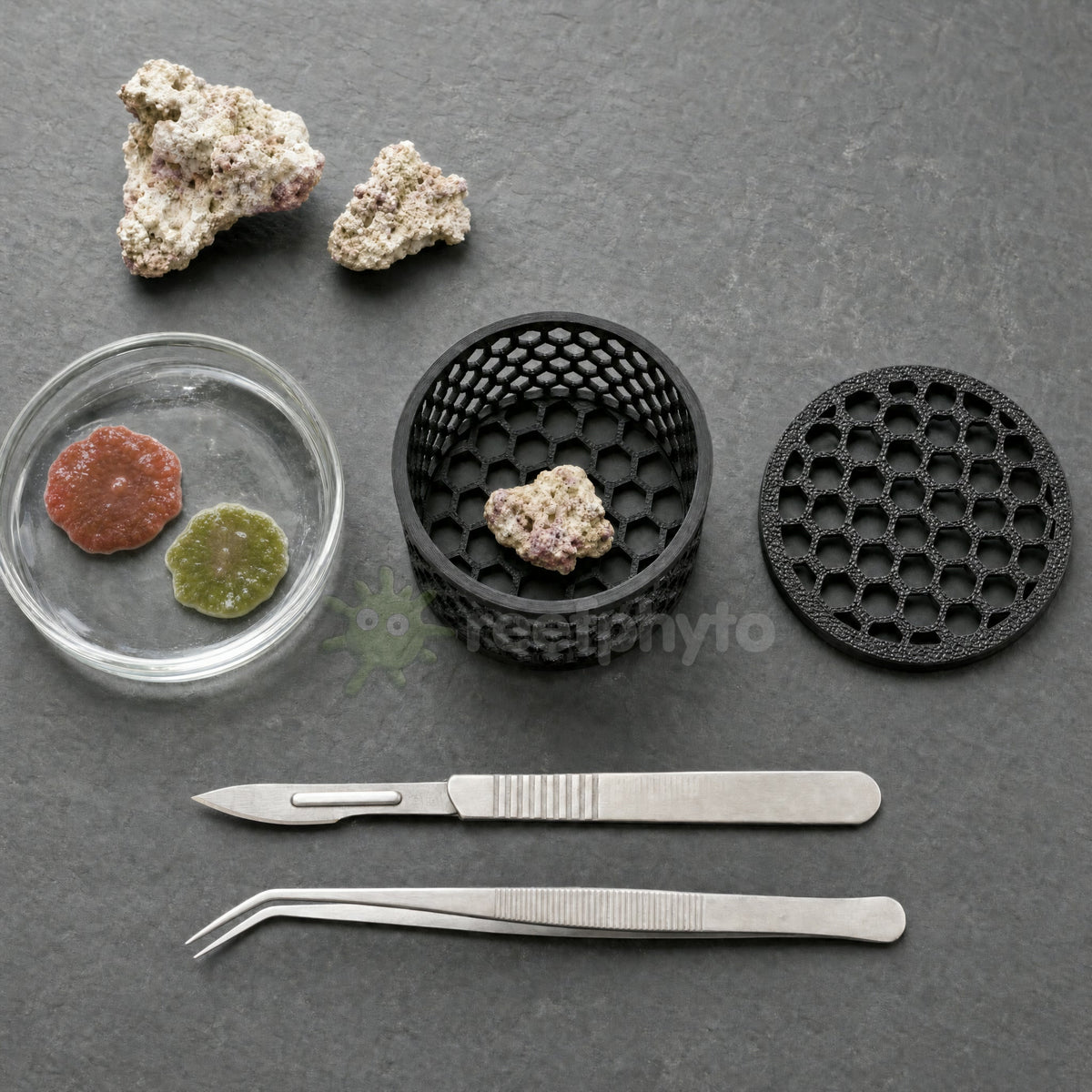Reefphyto Mushroom Basket laid out with rubble, mushroom coral frags, scalpel and tweezers