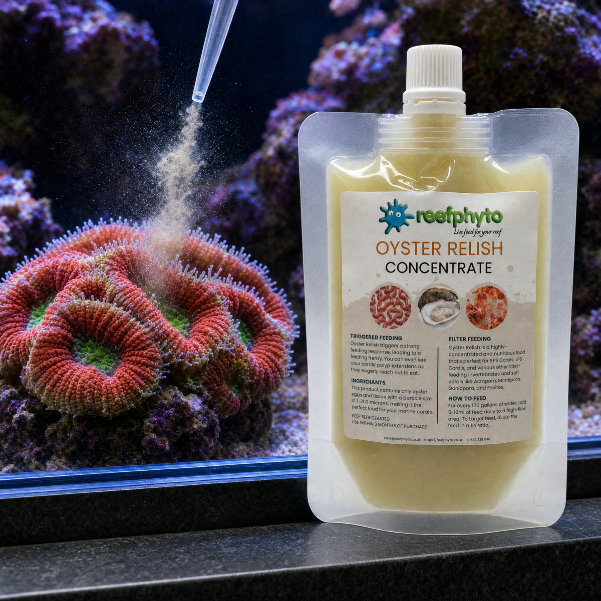 Target feeding an acan LPS coral by pipette with Reefphyto Oyster Relish Concentrate