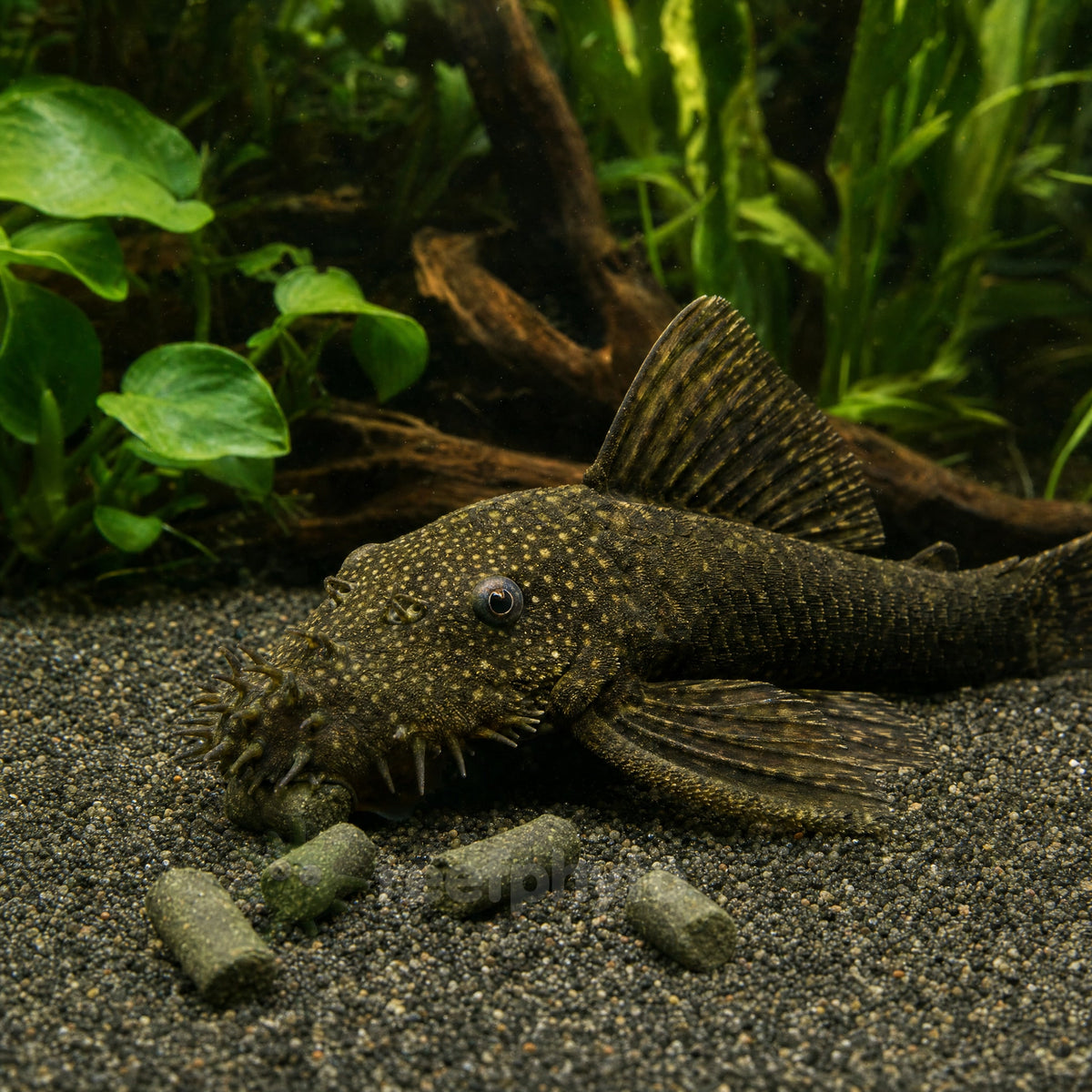 Bristlenose pleco feeding on Reefphyto Plec Pellets on the aquarium gravel