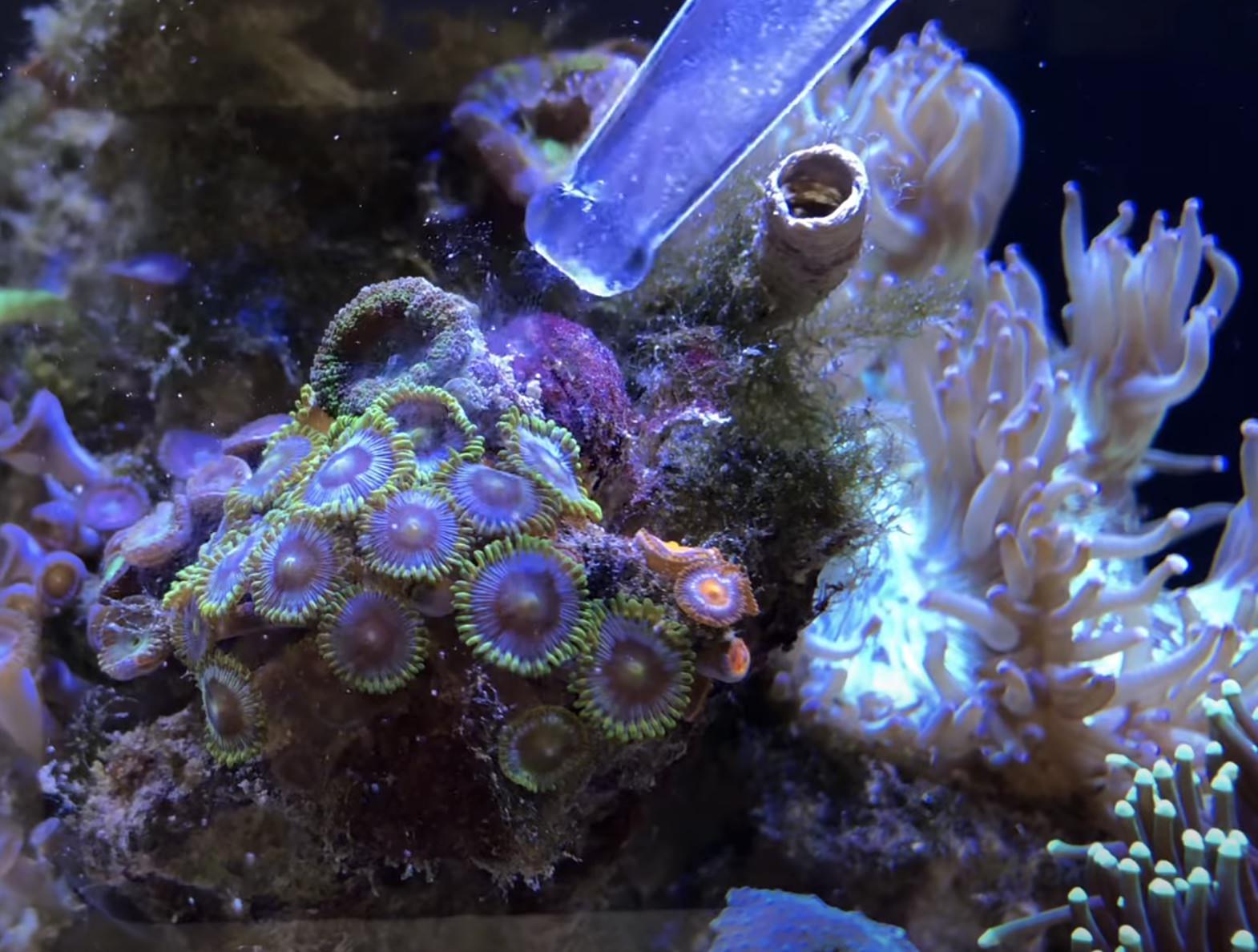 Oyster Relish Concentrate - Reefphyto Ltd