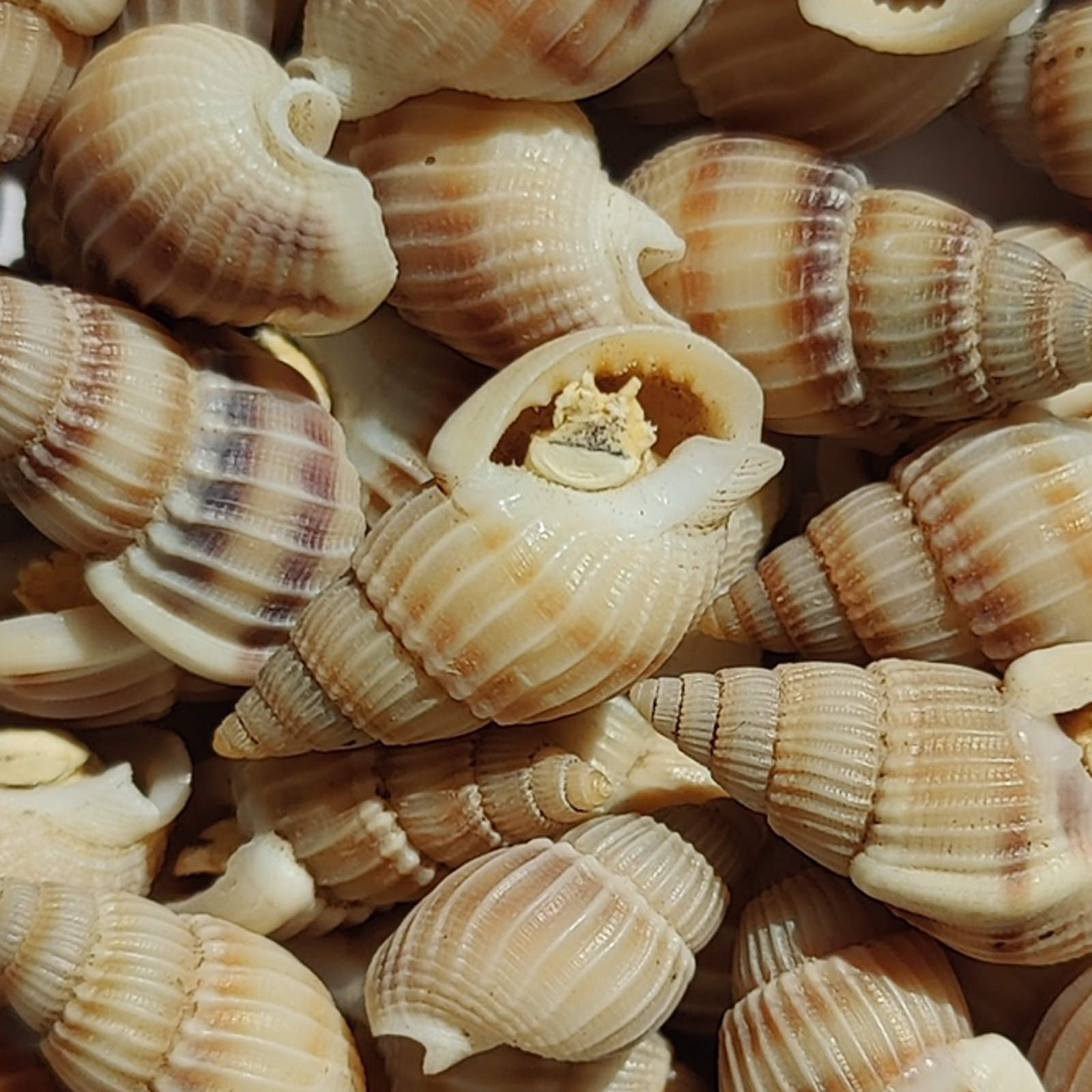 Freeze Dried Snails