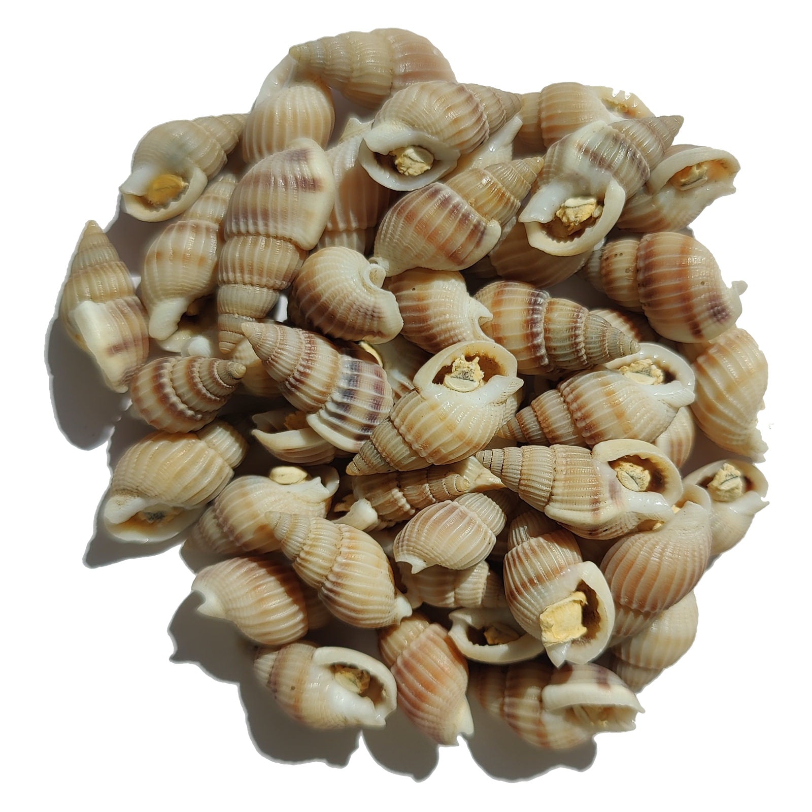 Freeze Dried Snails