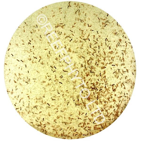 Live Zooplankton - Reefphyto Ltd