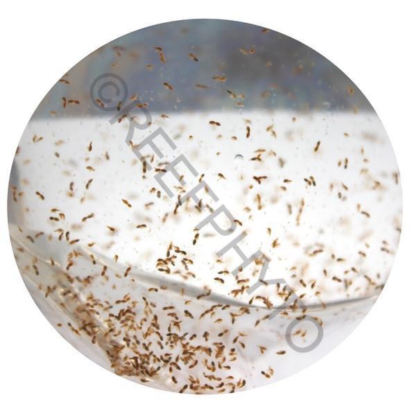 Live Copepods - Reefphyto Ltd