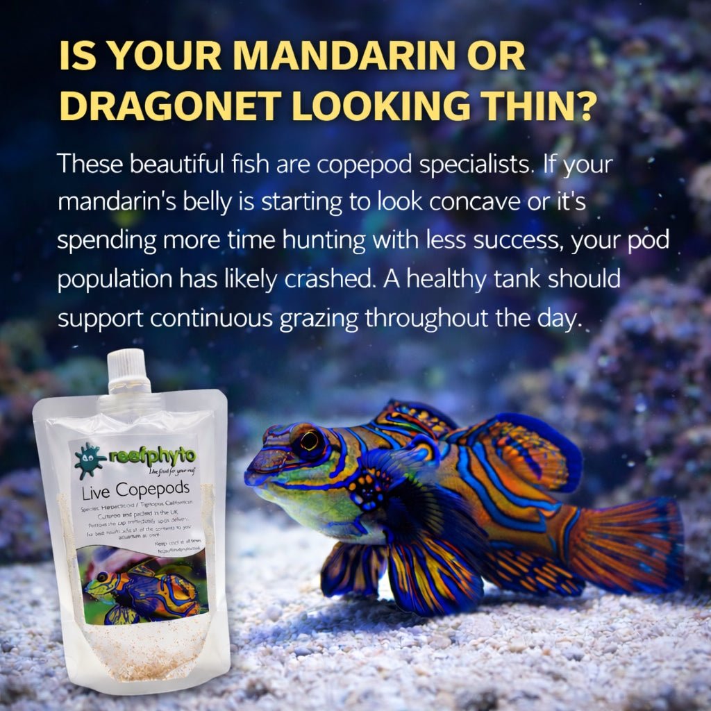 Live Copepods - Reefphyto Ltd