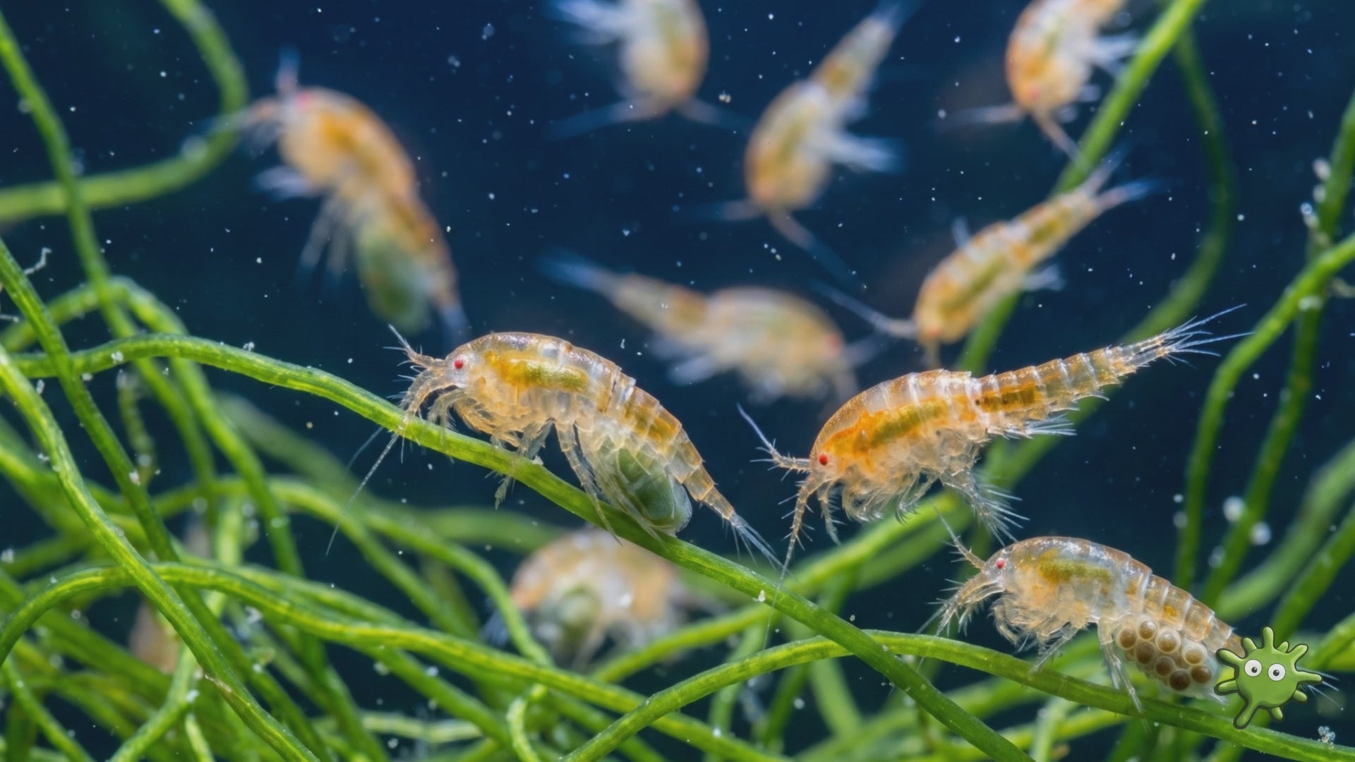 Live Tigriopus copepods crawling over chaetomorpha in a reef refugium, cultured in Wales by Reefphyto