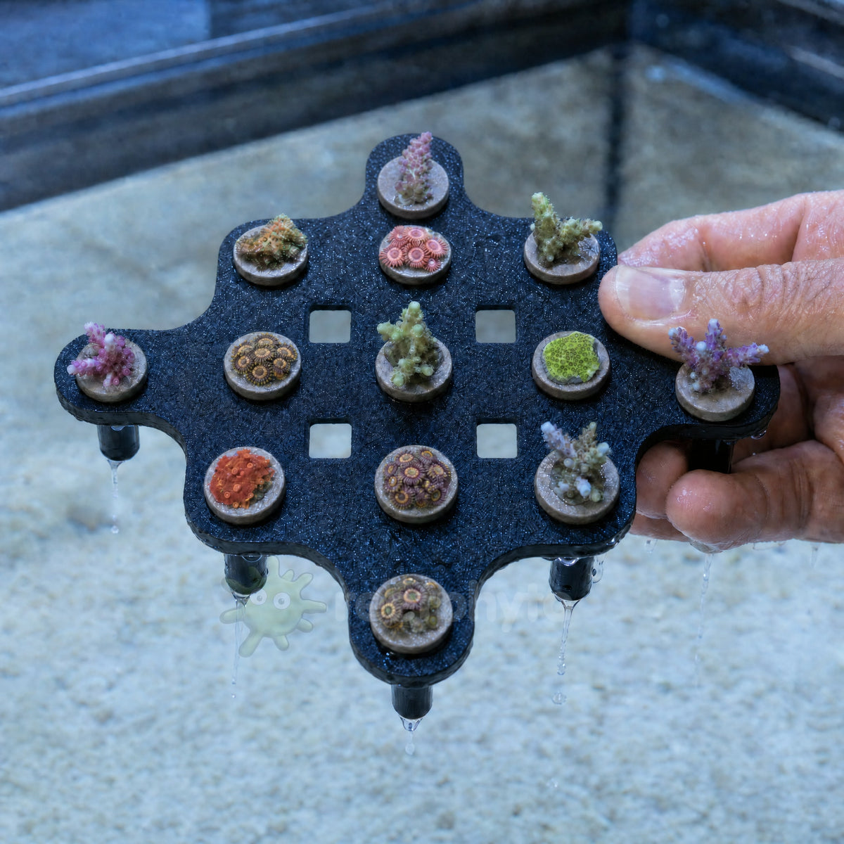 Lifting a loaded Reefphyto hex coral frag rack out of a frag tank in one piece