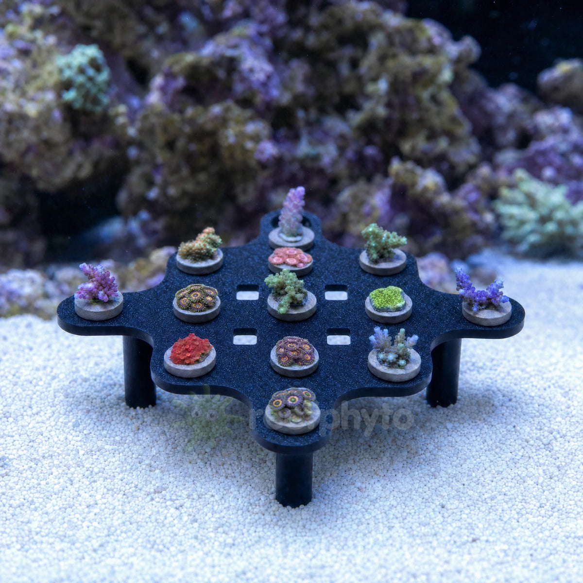 Reefphyto 13 hole hex coral frag rack loaded with frags on a reef tank sandbed
