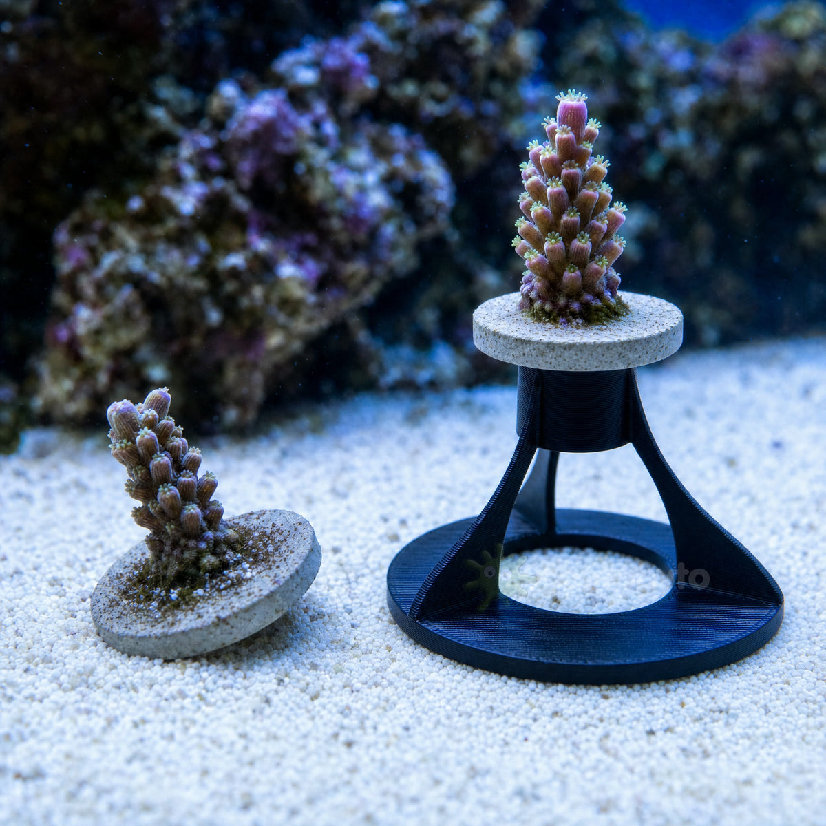 Coral frag tipped over on bare sand beside a clean frag held upright on a Reefphyto frag stand