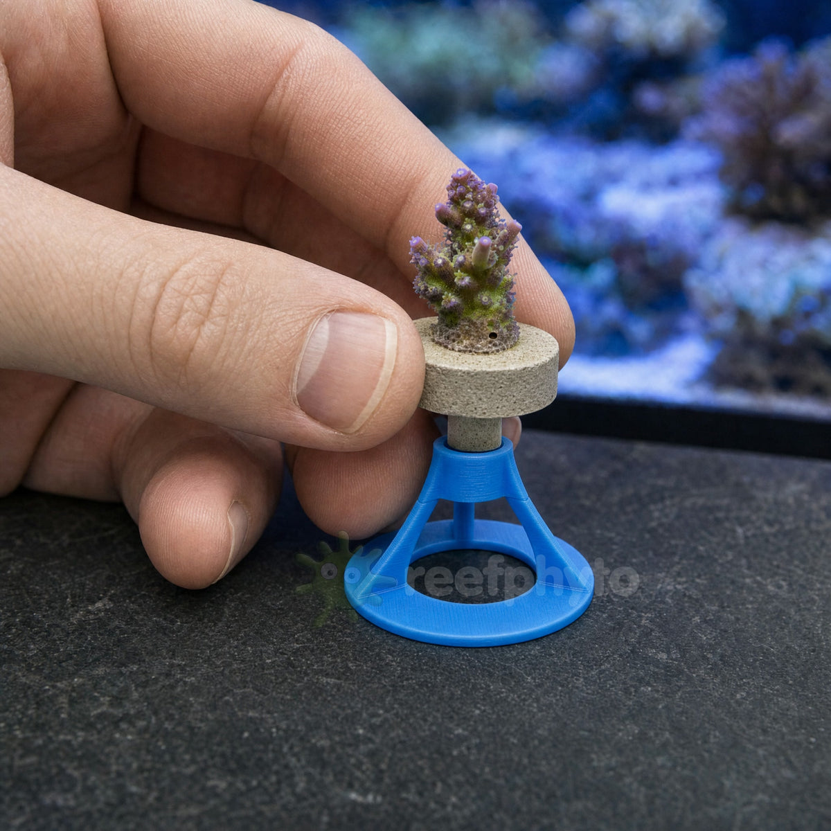 Frag plug stem being lowered into the 12mm collar of a sky blue Reefphyto Coral Frag Rack Stand