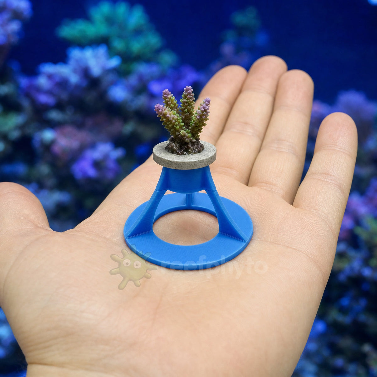 Sky blue Reefphyto Coral Frag Rack Stand with an acropora frag, held in the palm to show its size