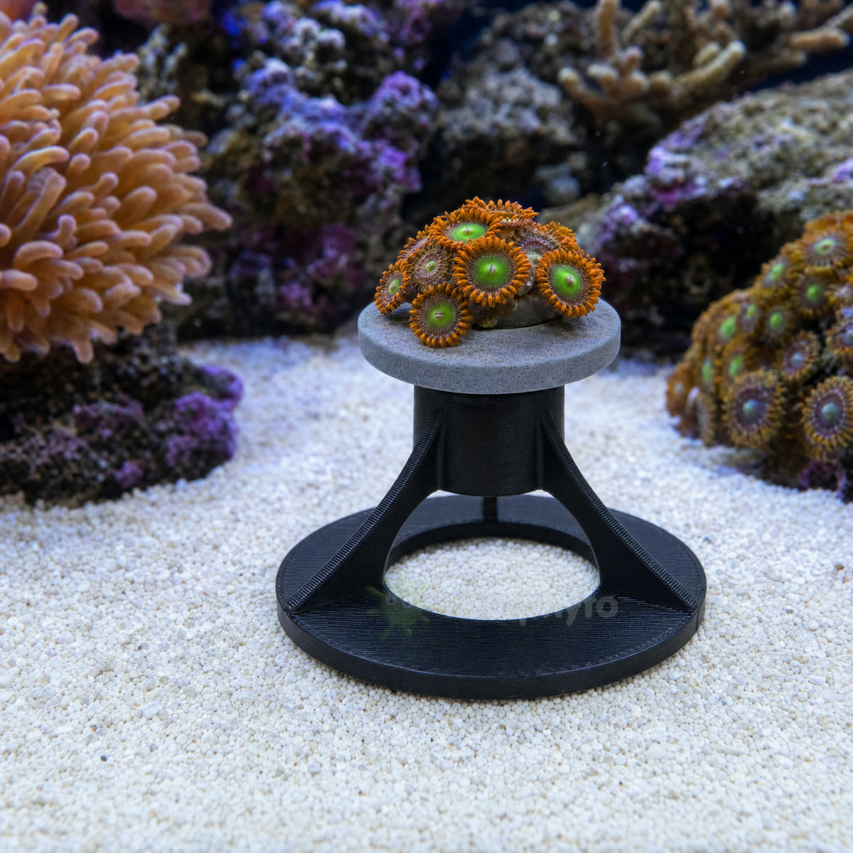 Zoanthid frag on a plug held clear of the sandbed by a black Reefphyto Coral Frag Rack Stand
