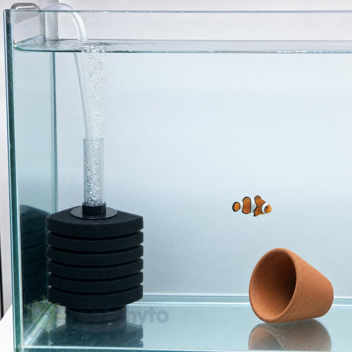 Corner air driven sponge filter running in a bare-bottom clownfish breeding tank