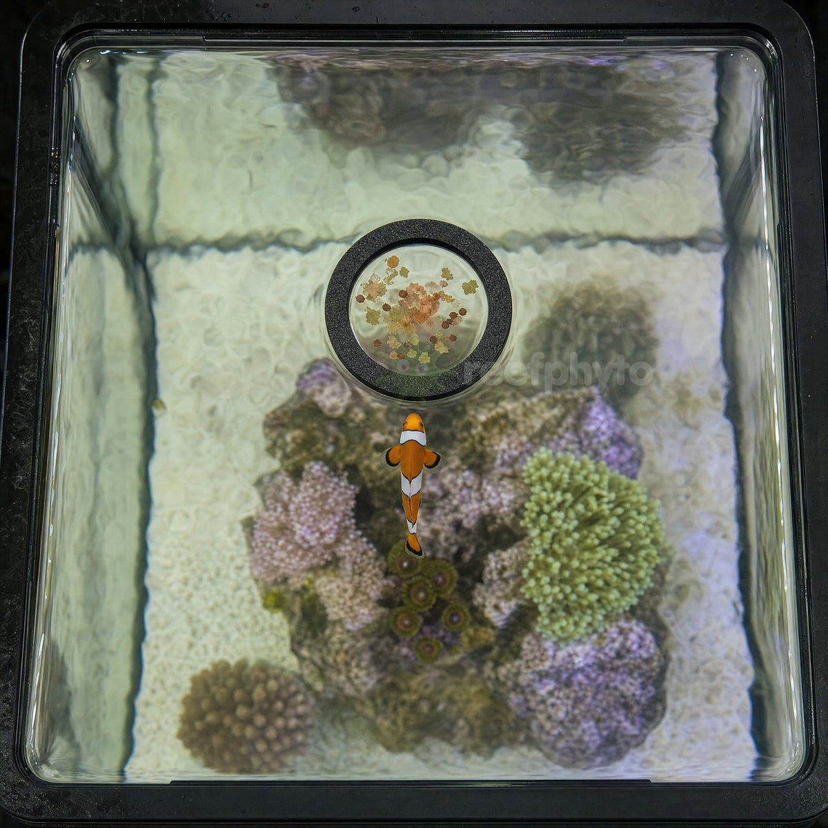 Clownfish feeding under the 60mm Reefphyto floating feeding ring in a nano tank, seen from above