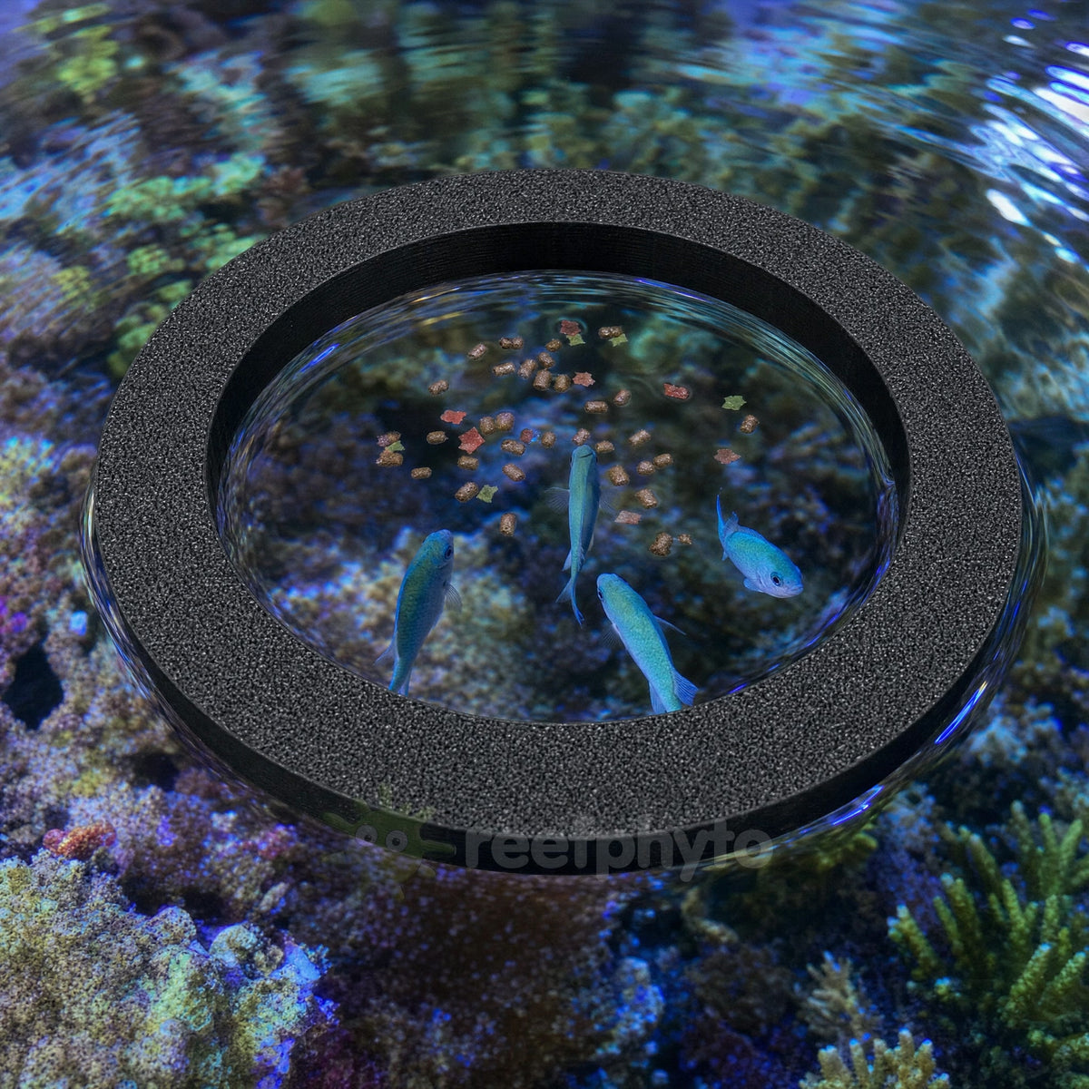 Chromis feeding from food held inside a Reefphyto floating feeding ring in a reef tank