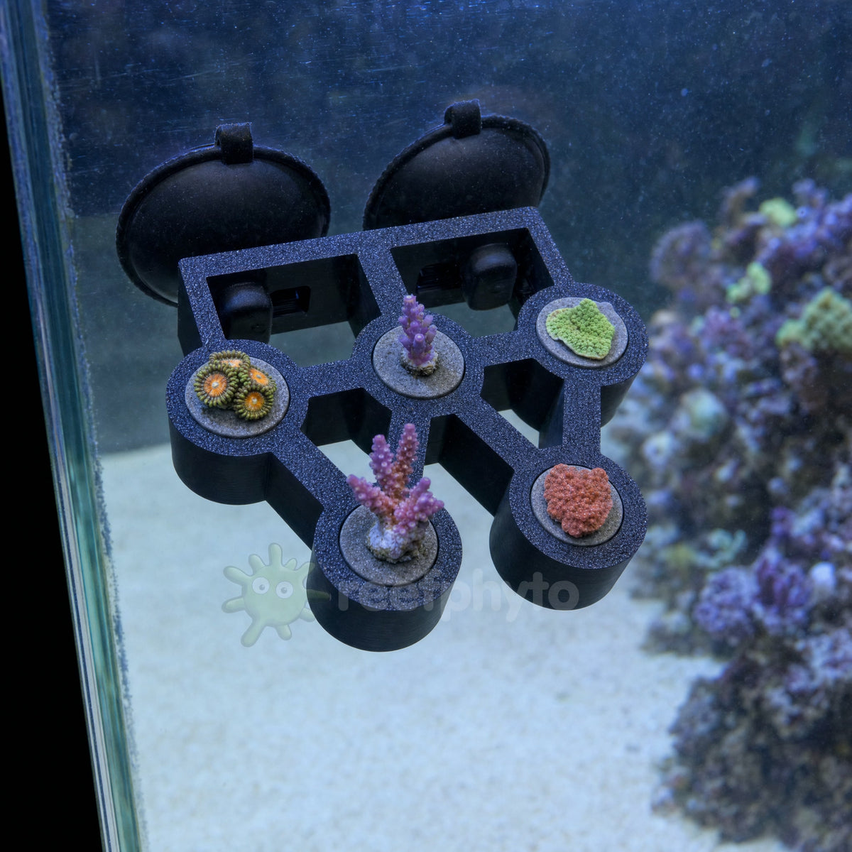 Reefphyto suction-mount frag rack on reef aquarium glass with five coral frags above a clear sandbed