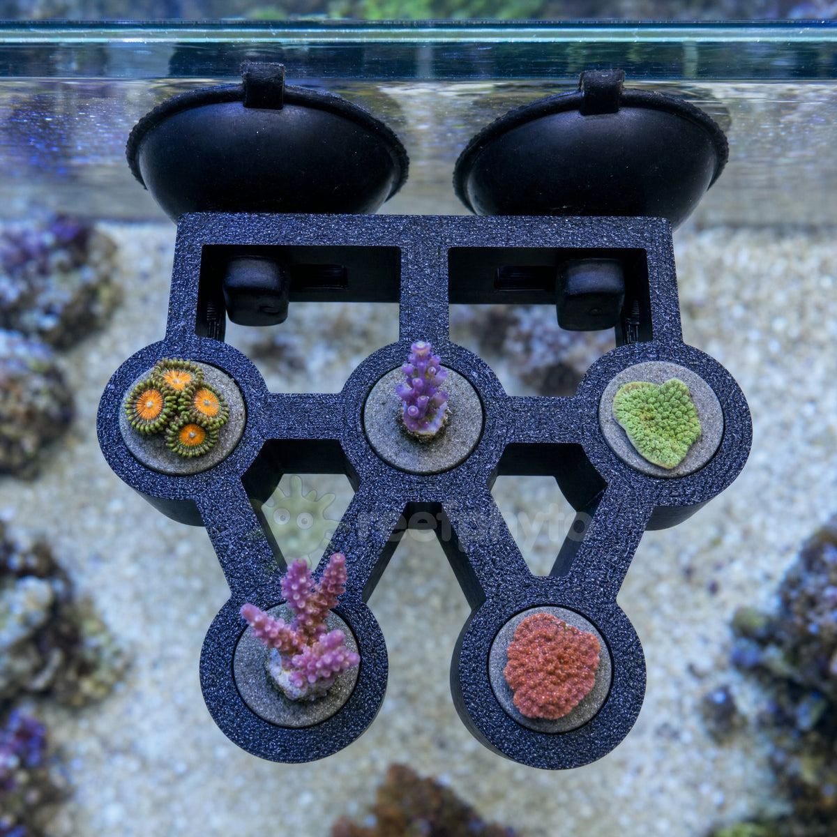 Top view of the Reefphyto glass-mounted frag rack holding five coral frags, suction cups on the glass