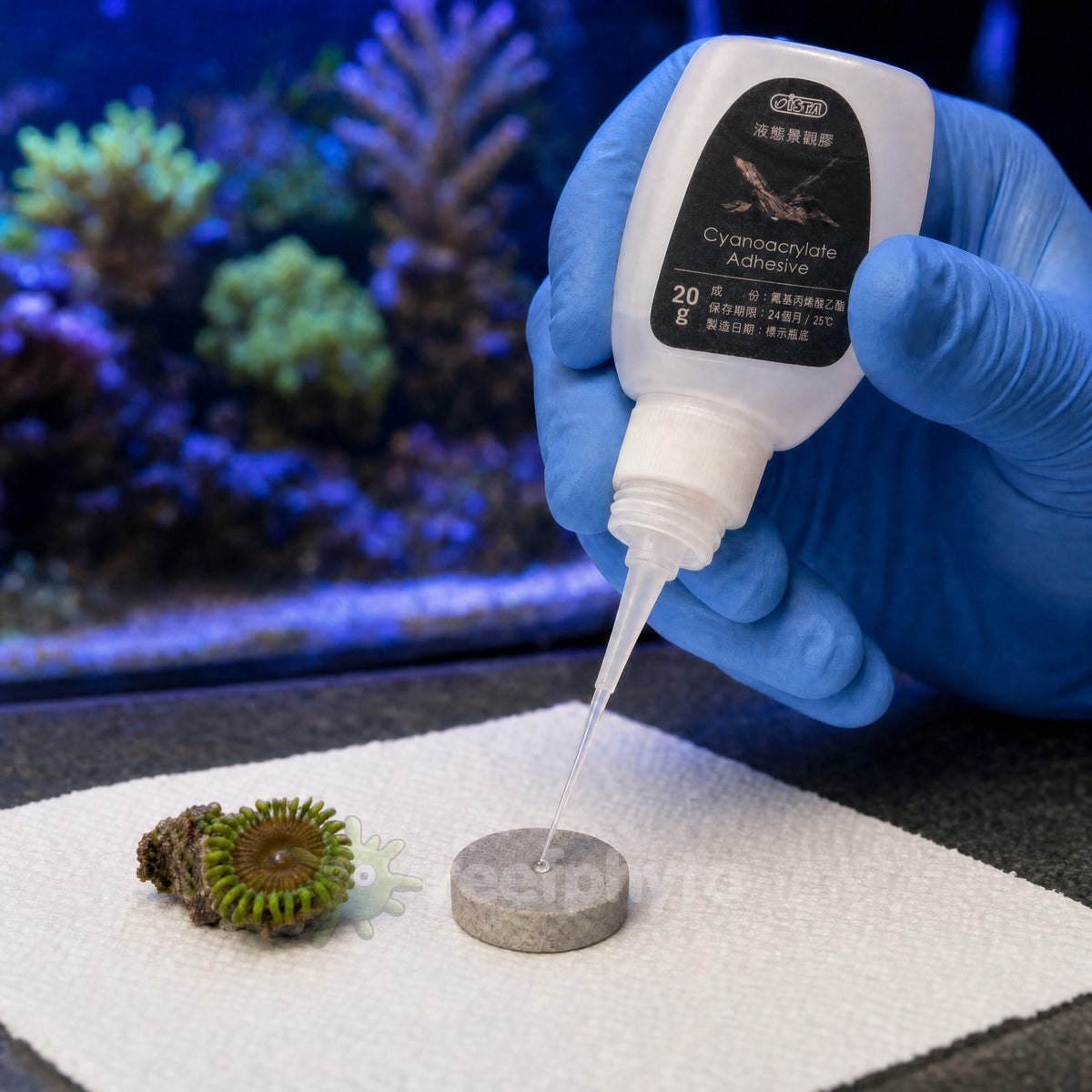 ISTA aquarium glue extender nozzle placing a small drop on a coral frag plug beside a zoanthid frag