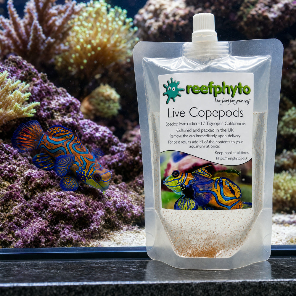 Mandarin dragonet hunting over live rock behind a Reefphyto Live Copepods pouch
