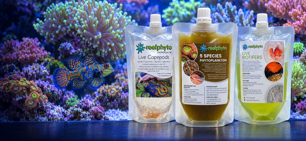 Reefphyto live copepods, phytoplankton and rotifers, cultured in Wales, in front of a reef tank with a mandarin dragonet