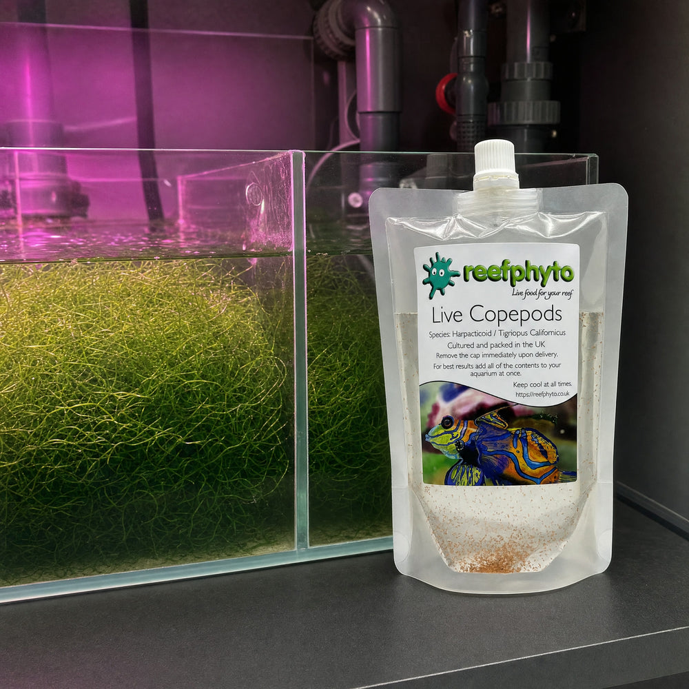 Reefphyto Live Copepods pouch beside a sump refugium packed with chaetomorpha under a grow light