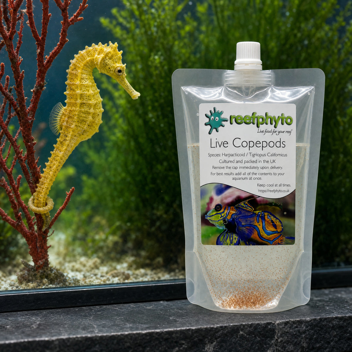 Reefphyto Live Copepods pouch in front of a seahorse aquarium, yellow seahorse holding a red gorgonian