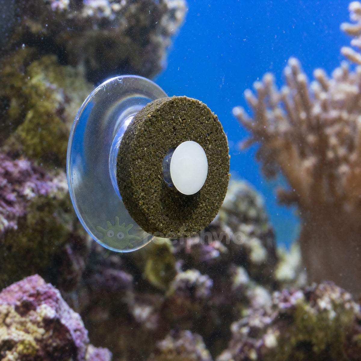 Mini Marine Grazer Ring held on aquarium glass by its suction cup attachment