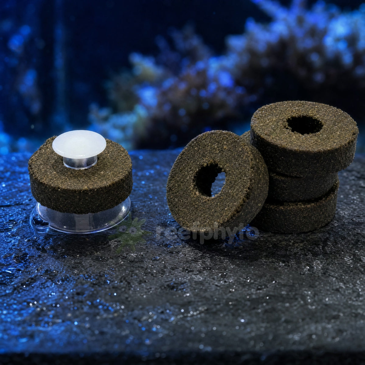Mini Marine Grazer Rings with one ring mounted on its suction cup holder