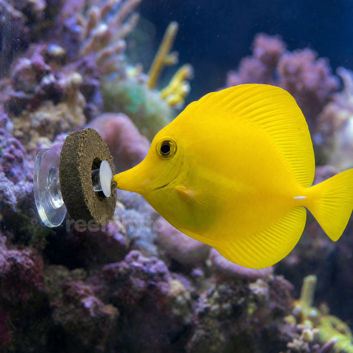 Yellow tang feeding on a Mini Marine Grazer Ring in a reef tank