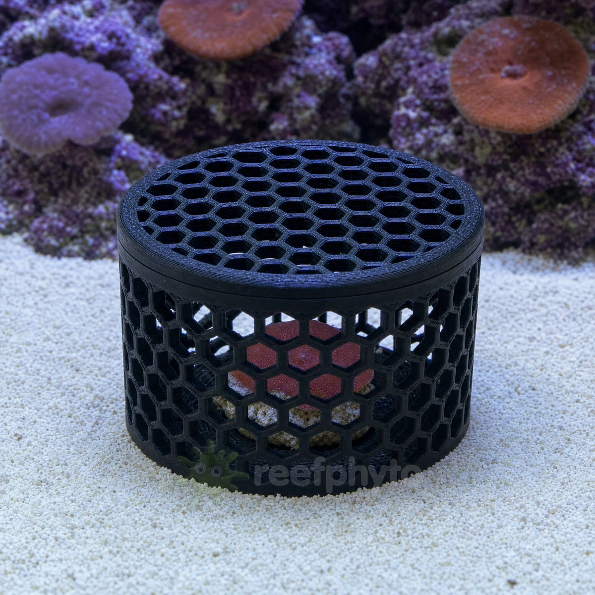 Mushroom coral frag held inside a closed Reefphyto Mushroom Basket on a reef tank sandbed