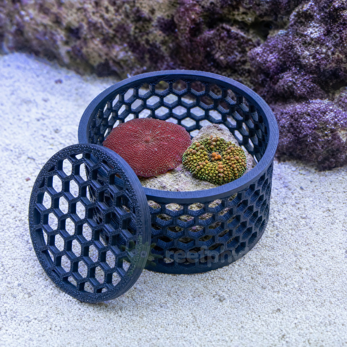 Mushroom coral and ricordea frags on rubble inside an open Reefphyto Mushroom Basket on the sandbed