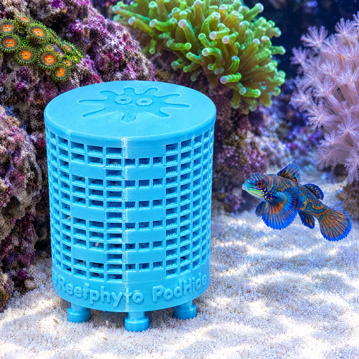 Blue limited edition Reefphyto PodHide copepod shelter in a reef tank with a mandarin dragonet hunting copepods