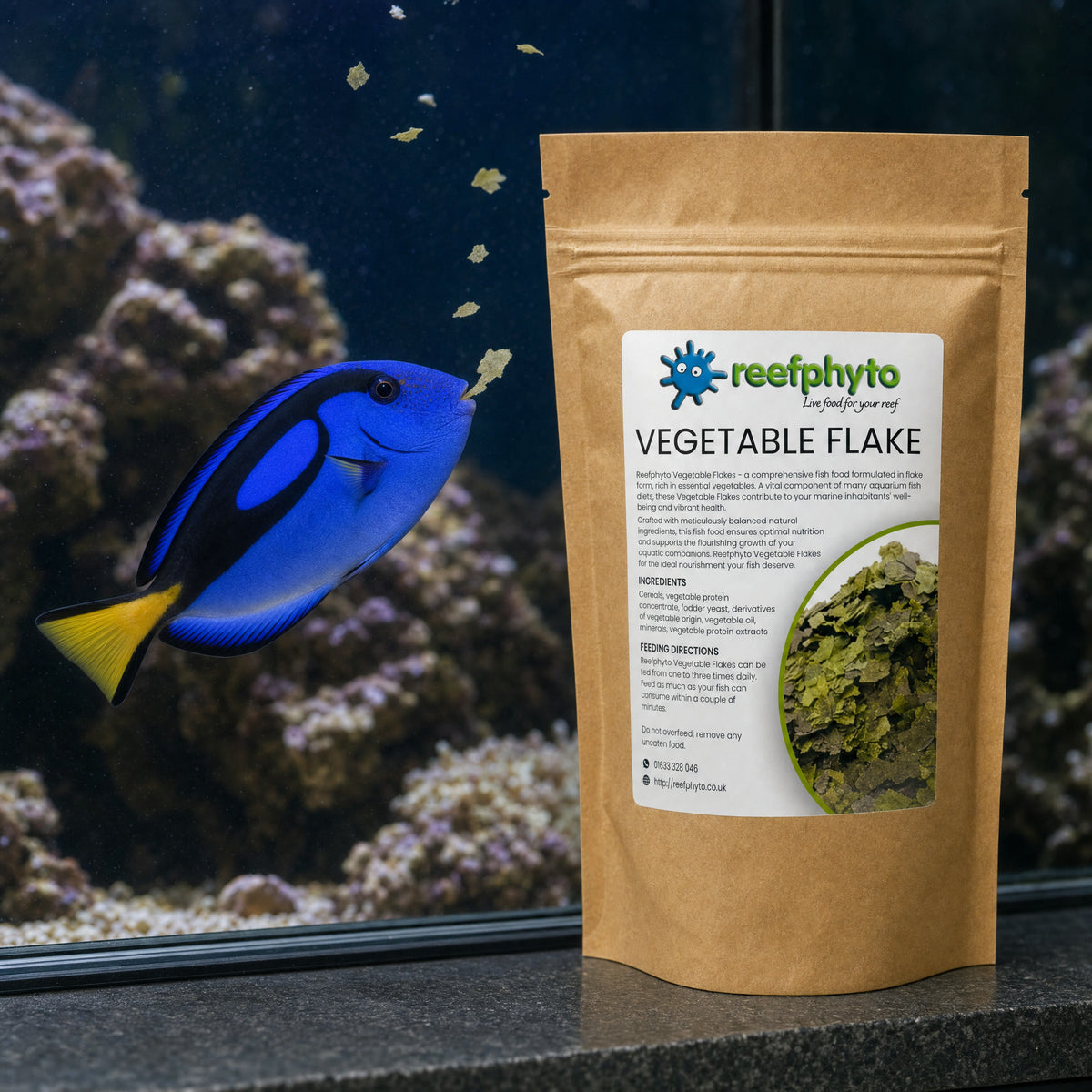 Regal blue tang taking a Reefphyto Vegetable Flake in a reef aquarium beside the pouch